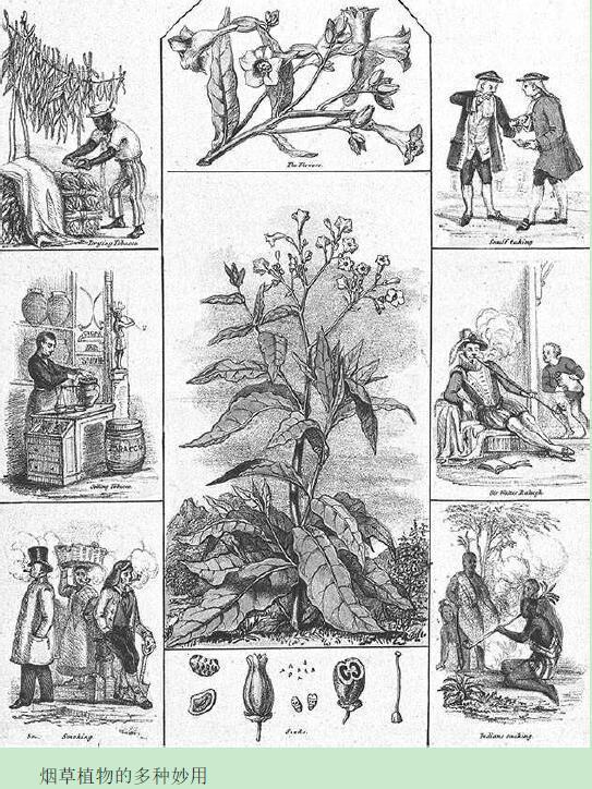 香烟发展史全过程,香烟引发血案真实案例