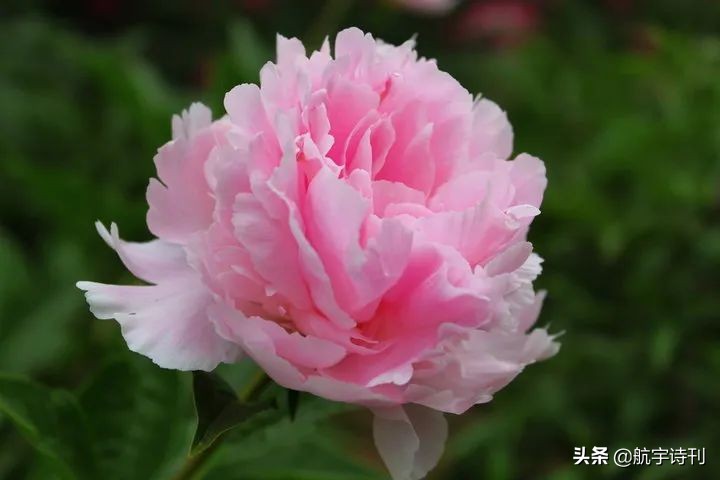 薄荷淡香原创诗歌（08060期）