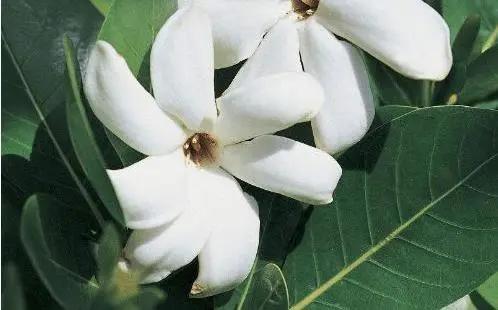 水培栀子花花苞发黑掉落怎么回事,水培栀子花的养殖方法及注意事项