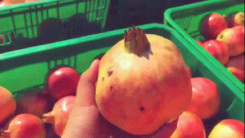 *疆新**瓜果攻略最好的季节配最美味的水果