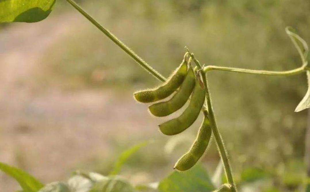 怎样种植黄豆发芽,如何正确的播种黄豆