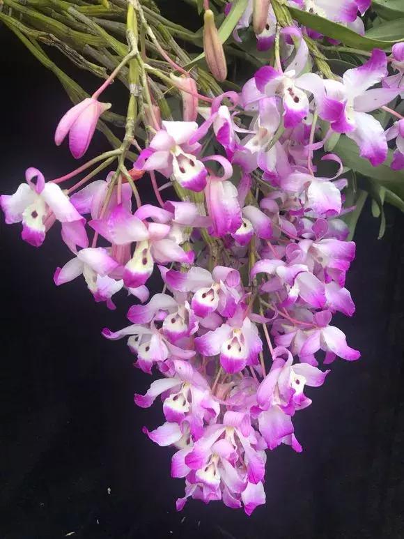 哪种兰花易开花又好养,最容易开花的兰花一年开多次