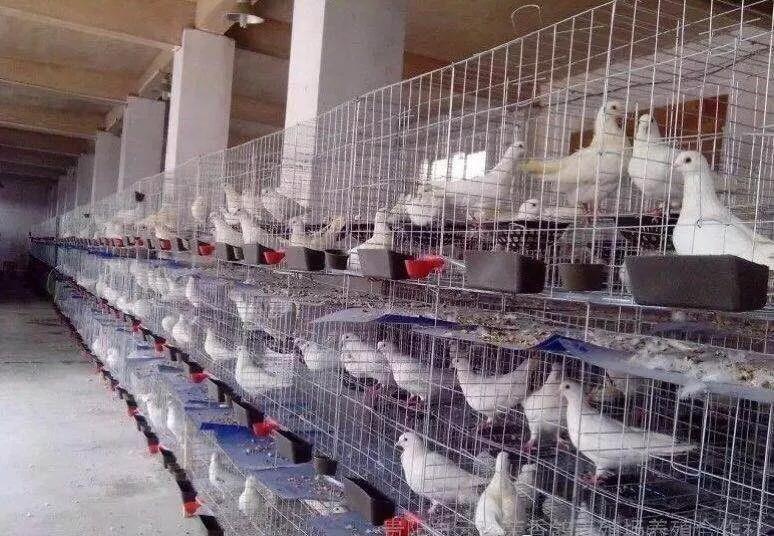 肉鸽养殖技术高效,肉鸽养殖技术全程指导