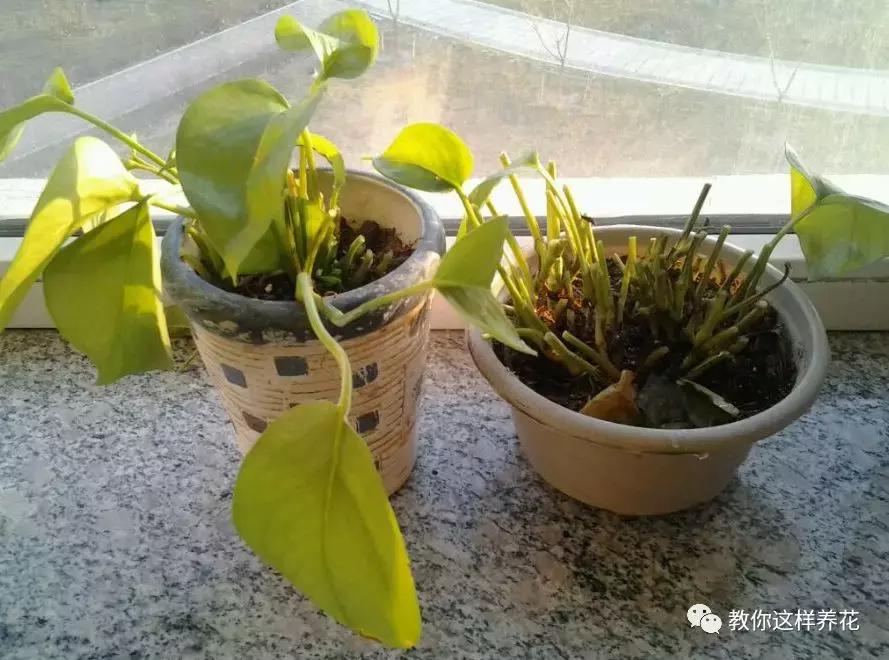 绿萝叶子冻伤掉完了就剩藤条了,绿萝叶子冻伤能修剪重新发芽吗