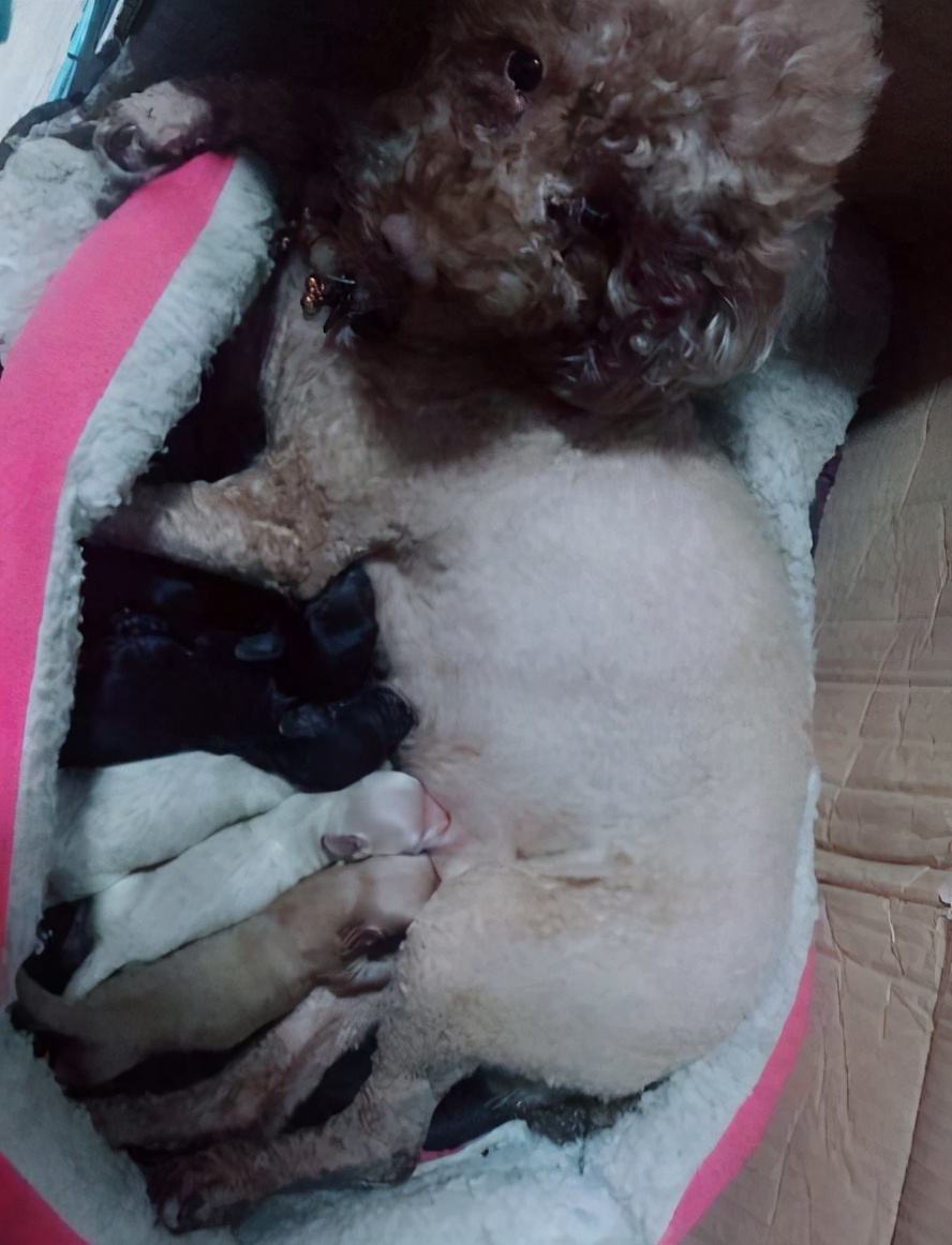 泰迪犬咬主人咋办,泰迪犬老是咬自己怎么回事