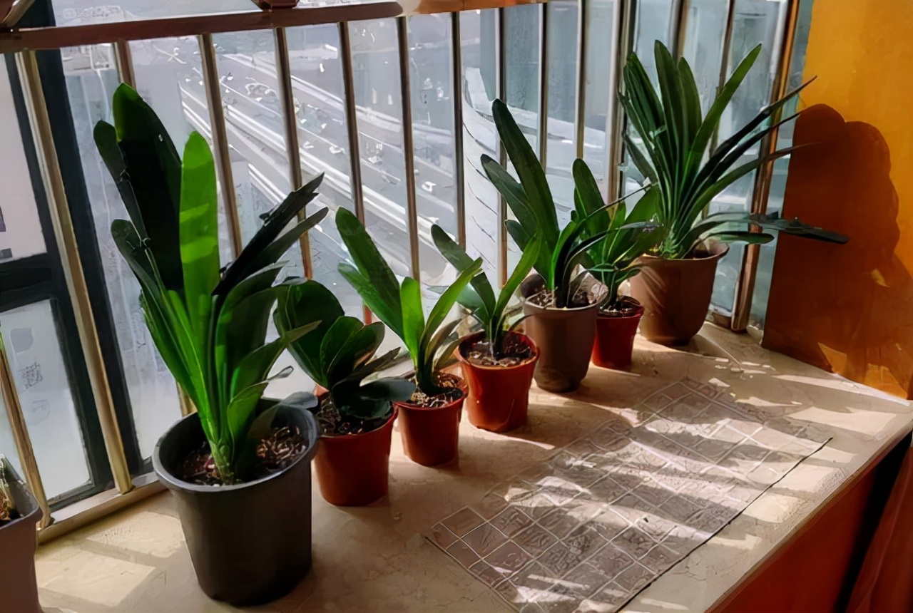 李大姐养君子兰,年年开大花,有吉祥好兆头,原来是她做对5件事