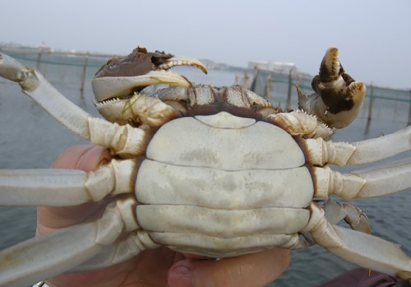 大闸蟹俗称什么,野生中华绒毛大闸蟹