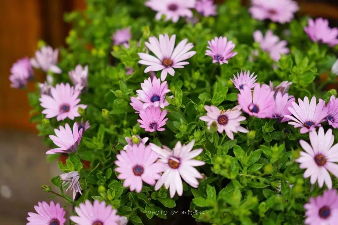 京郊童话树屋,京郊最美童话树屋