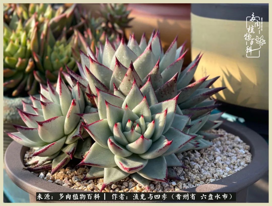 国庆假期你快乐吗?来,凉都美肉与你相伴一一小乌木的霸气东云