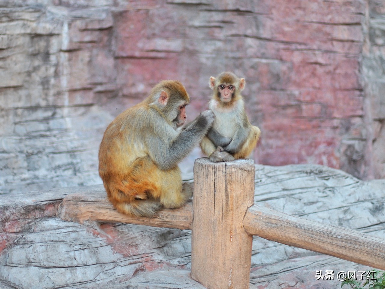中国哪里的野生猕猴多,河南野生猕猴