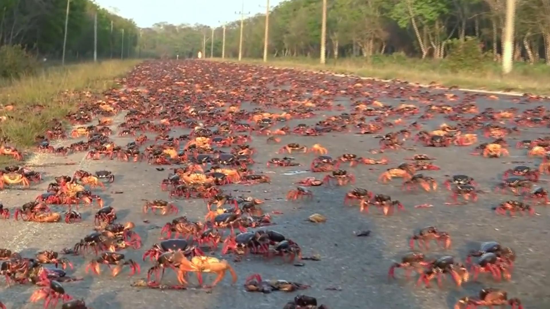 上万条鱼随暴雨从天而降,暴雨过后上万条活鱼从天而降