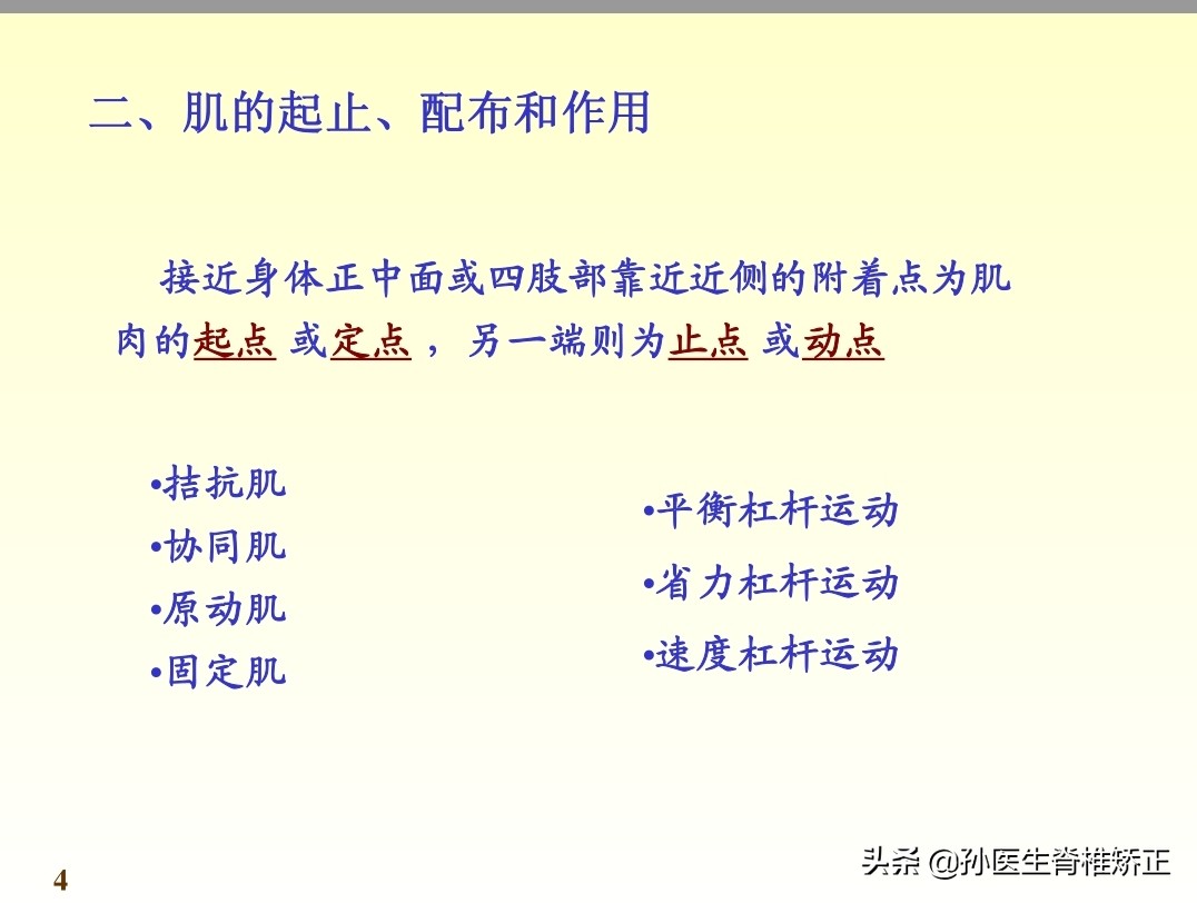 系统解剖学骨学ppt课件,解剖学基本知识ppt课件