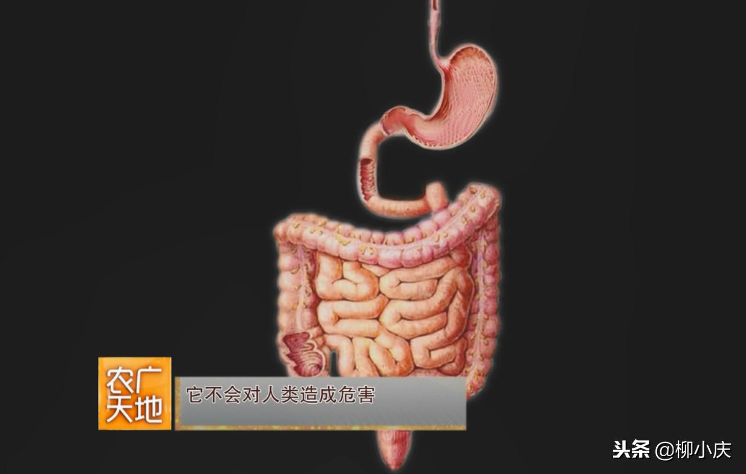 “我们追求的就是′虫吃了会死，人吃了没事′”这么高端！