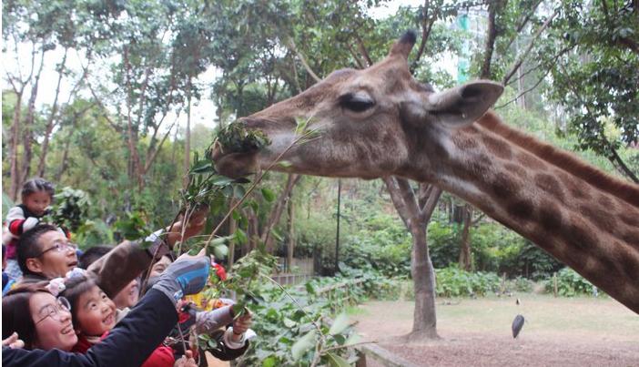 团队自驾游南澳岛旅游攻略,自驾广州长隆3天2夜亲子游攻略