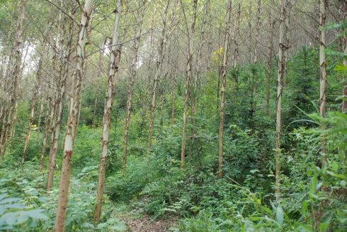 桉树的危险期是3年内吗,桉树的危害性是什么