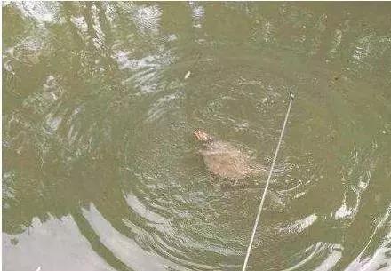 早钓鱼晚钓虾中午钓大王八,钓鱼钓虾钓王八