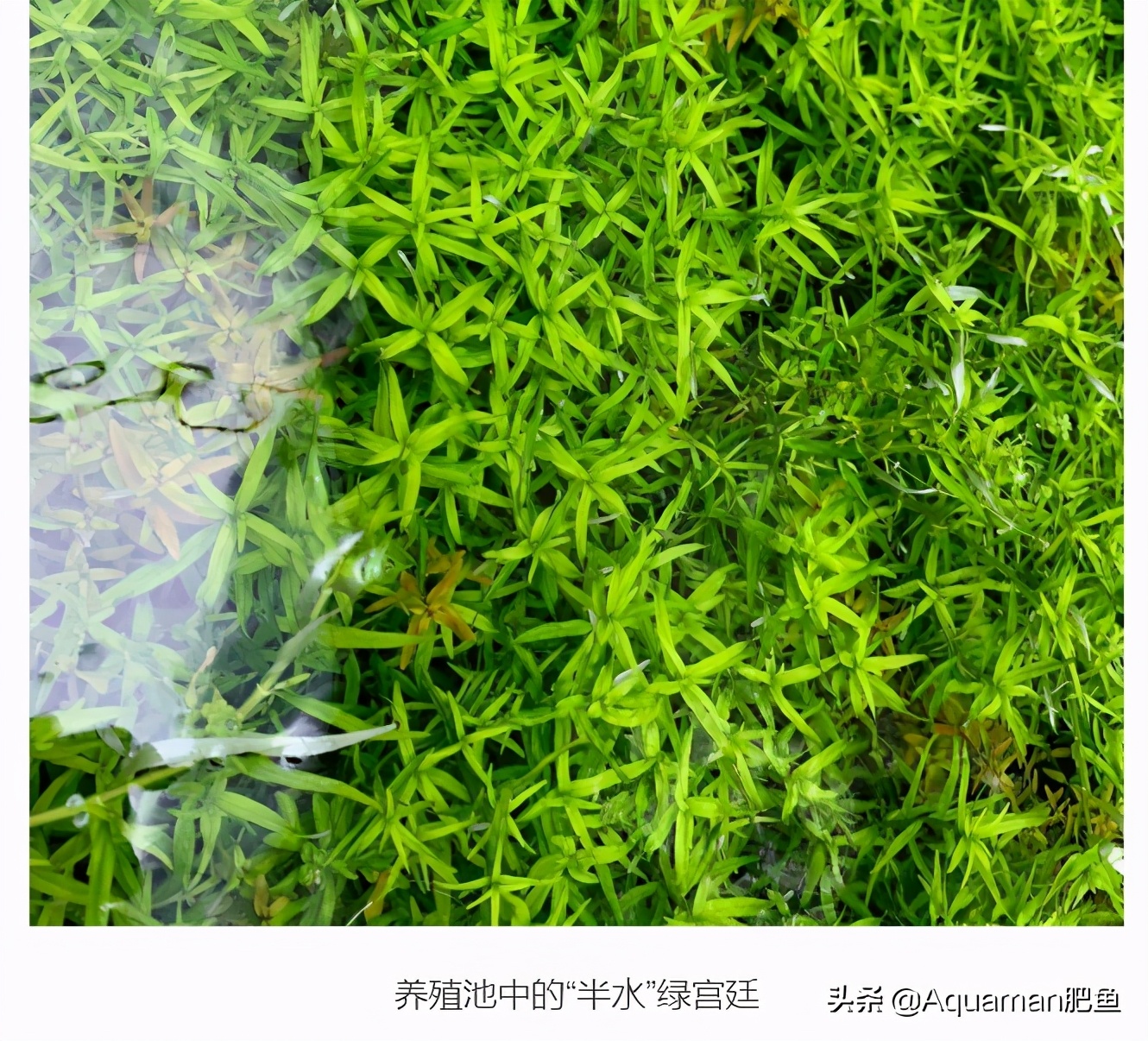 便宜又好养的水草推荐,好养又便宜的水草推荐