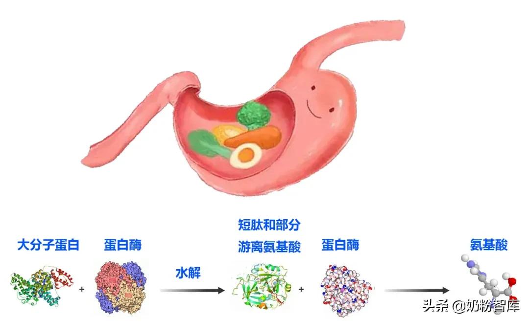 水解蛋白好处多！飞鹤、海普诺凯1897荷致等20款奶粉含有