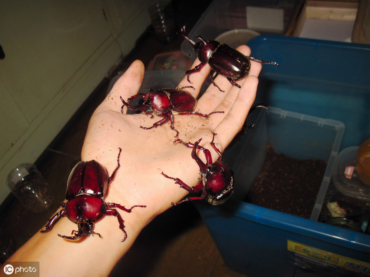 “人生能几何，毕竟归无形”——铁甲战士独角仙