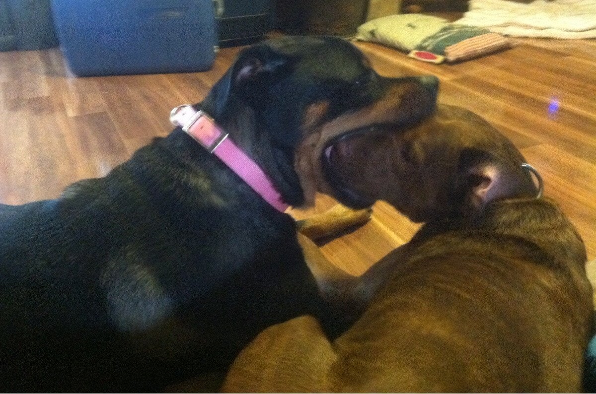 比特犬跟罗威纳犬哪个厉害,比特犬vs罗威纳