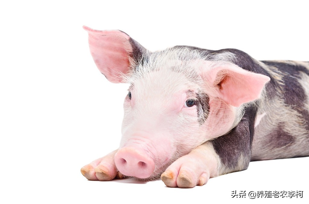 母猪不孕的原因和治疗方法,母猪屡配不孕用什么药