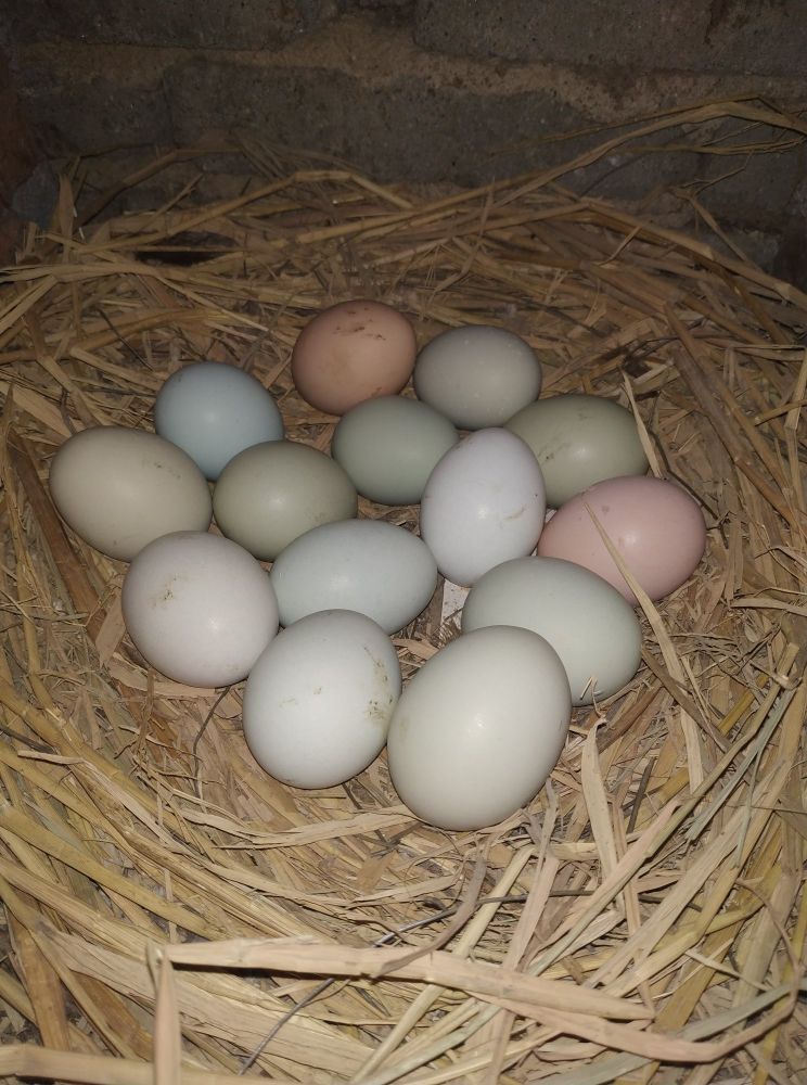 返乡创业农村生活现实记,农村生活与创业之路欢迎进来交流