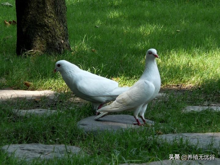 轻松养鸽子（上）～鸽子的生理特性和饲养管理！
