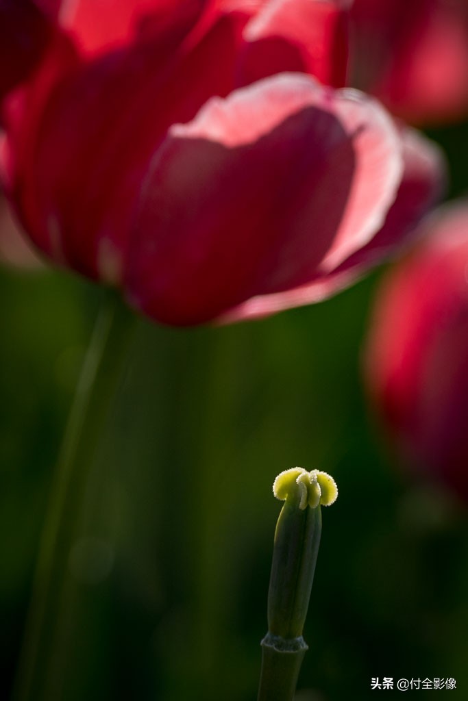 北京国际鲜花港有限公司,北京国际鲜花港一日游