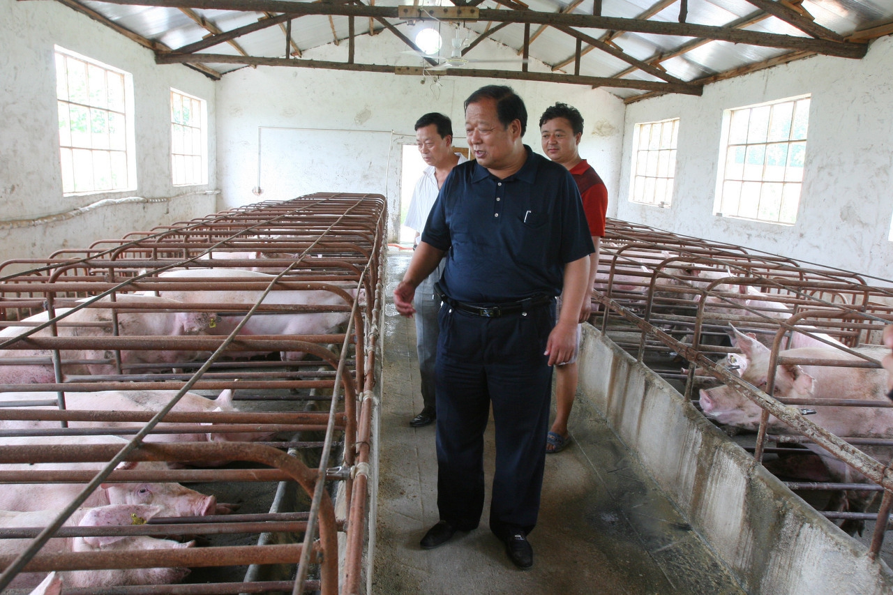 猪繁殖与呼吸综合征,猪生殖系统疾病