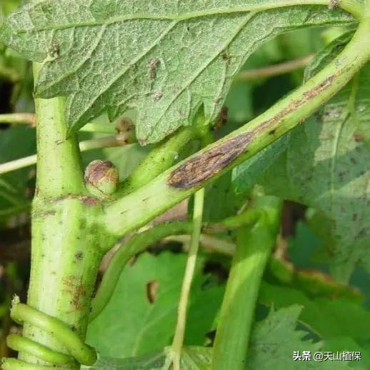 果树腐烂病防治途径论文,防治果树腐烂病的药剂肥料