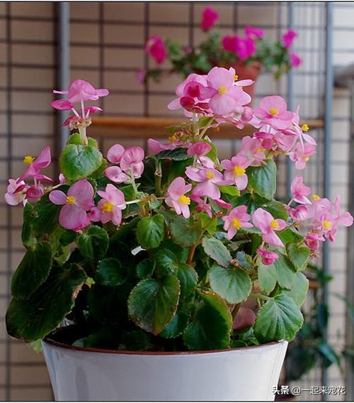 适合养花新手养的花,新手养花妙招视频教程全集