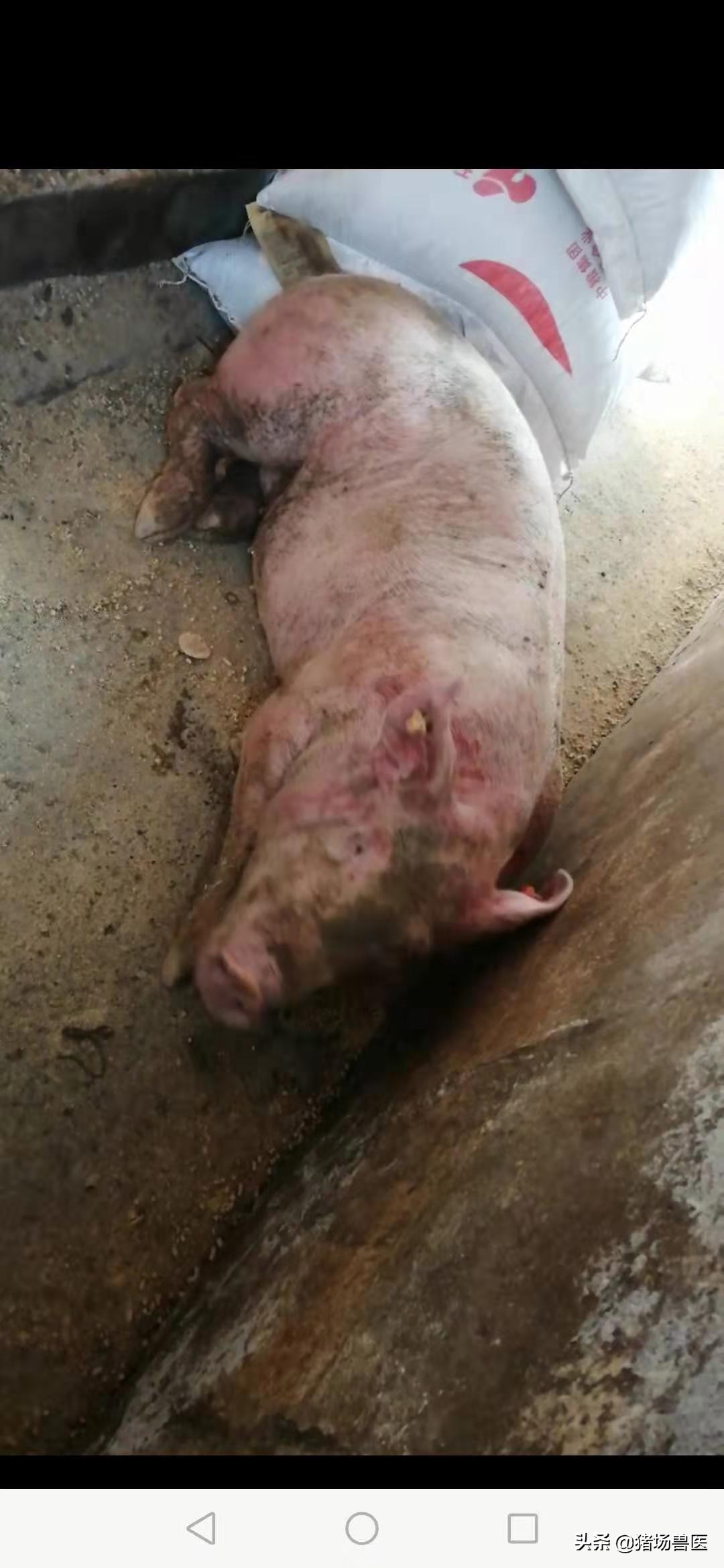 春季猪疾病防治措施,猪病知识大全及治疗