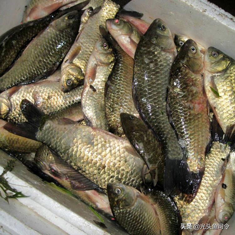 野钓为什么没有口,野钓为何没口而且顶漂