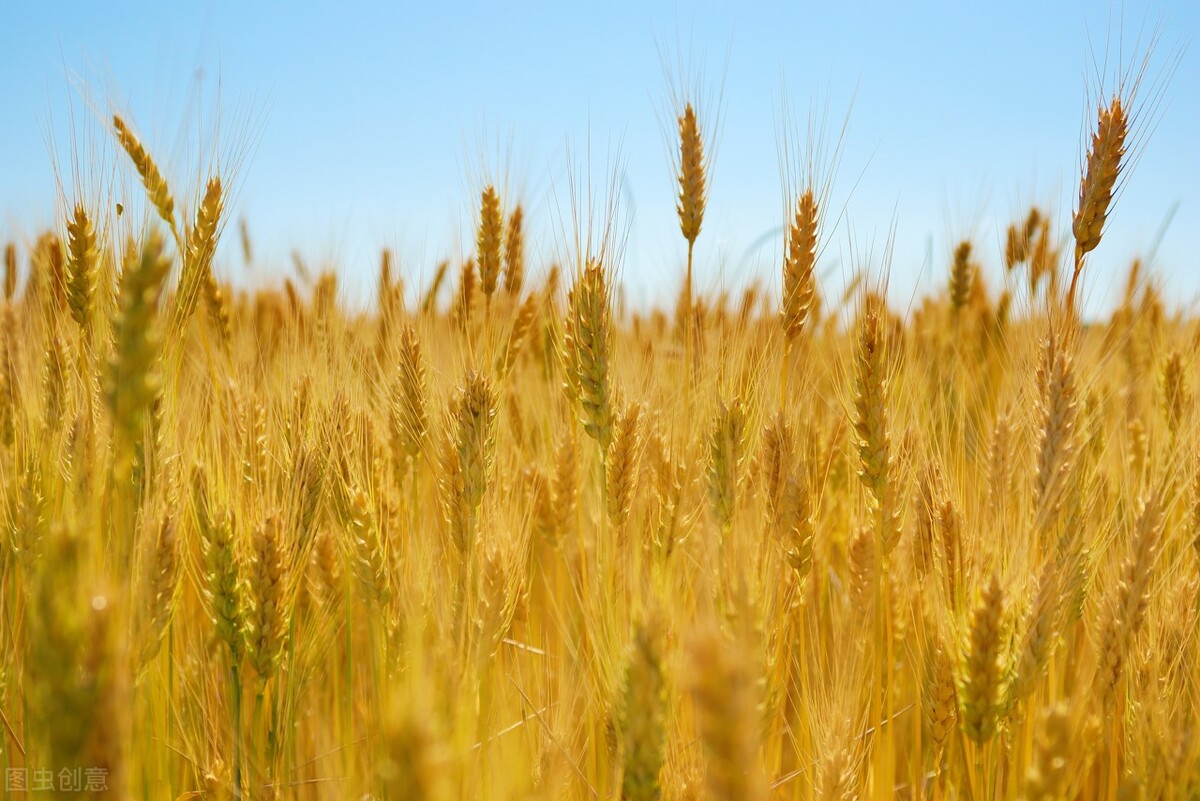 稻谷行情近日粮价为什么这么低,元旦过后玉米小麦价格怎样