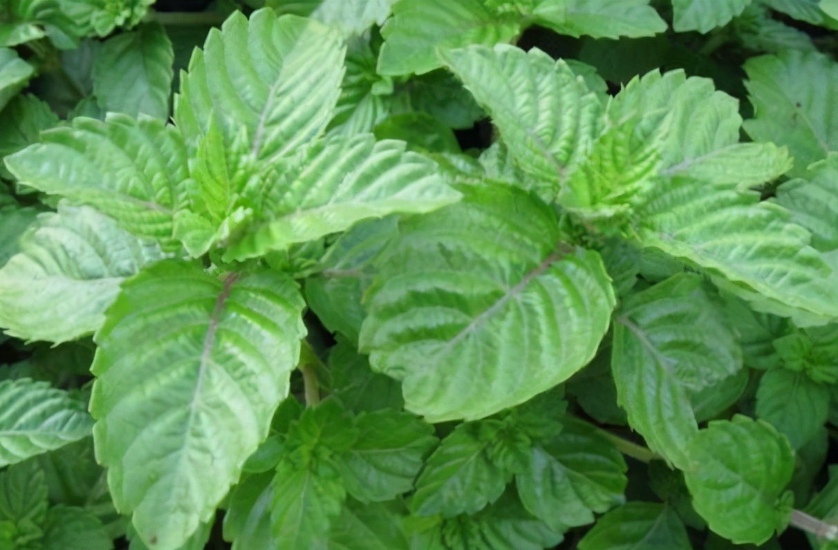 仙草又被称为凉粉草,凉粉草烧仙草学名