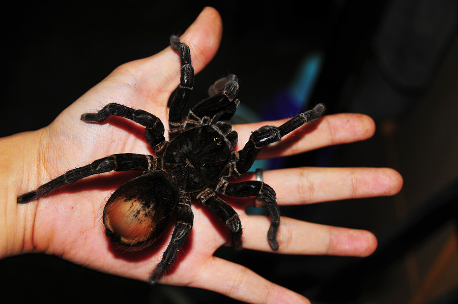 在野外奇形怪状的蜘蛛,各种宠物蜘蛛图片