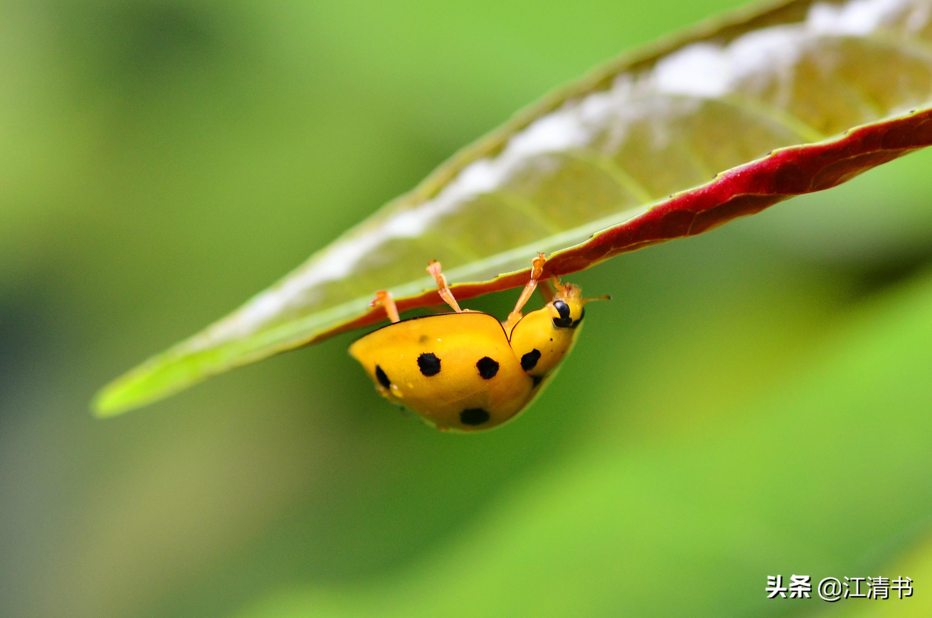 七星瓢虫能带来好运吗,七星瓢虫和二十四星瓢虫