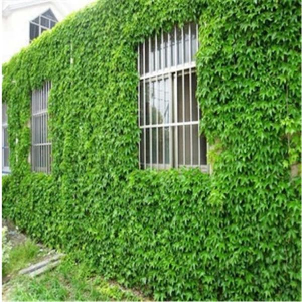 夏天院子里种爬山虎,家中种爬山虎