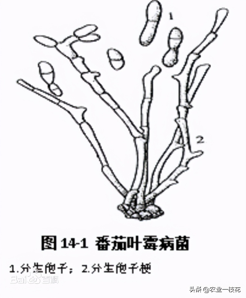 难缠的番茄叶霉病，防治有妙招