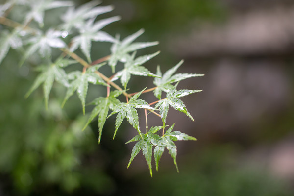 美豪酒店用3年时间,让民国府邸变身野奢酒店,就在西湖内