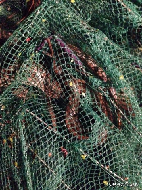 龙虾地笼网捉龙虾的原理,地笼野外捕龙虾注意事项
