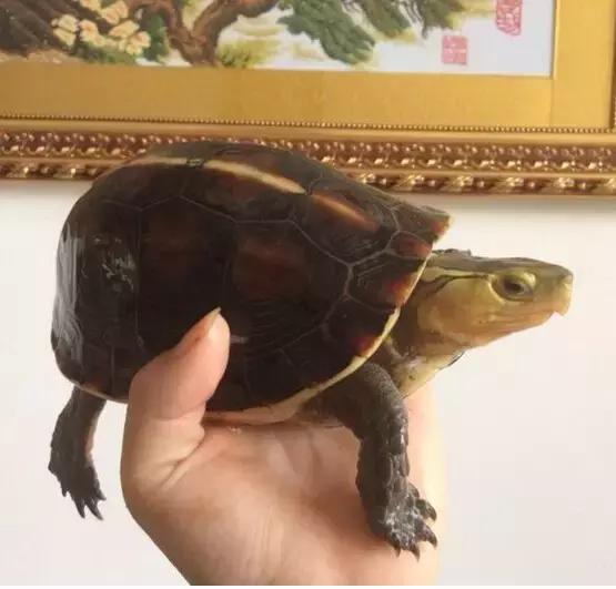 黄缘乌龟宠物,黄缘龟喜欢的植物