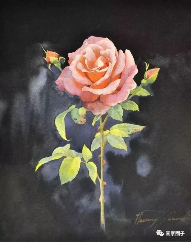 100种漂亮花卉图片,100张漂亮花图