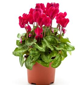 心理测试你觉得哪束花最漂亮,心理测试你喜欢哪种绿植