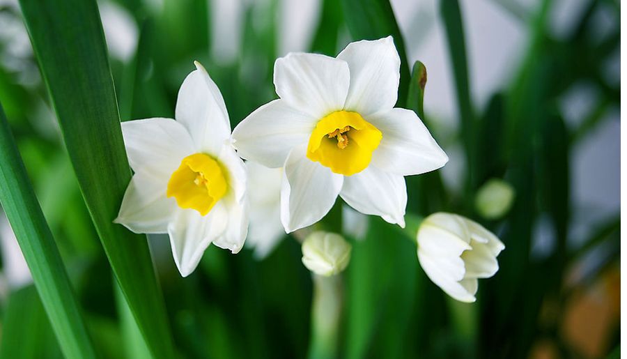 花语大全100种花的花语,100种象征着爱情的花的花语