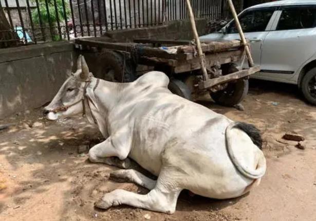 牛发烧用什么药退烧,牛发烧的最佳治疗方法