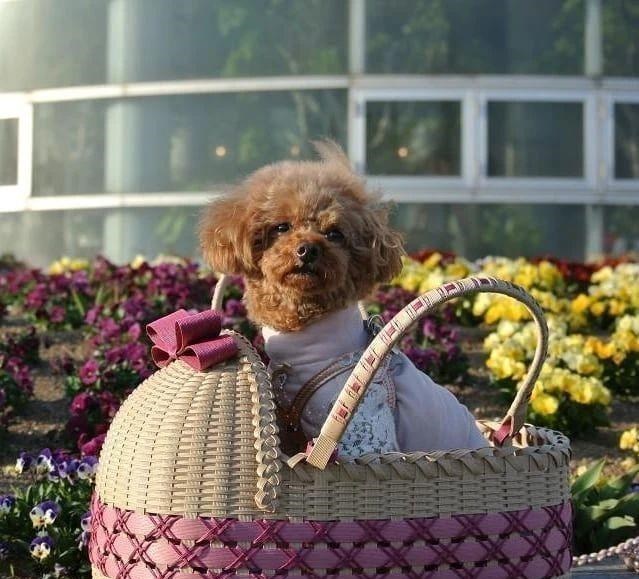 50岁日本主妇，用4500元创业，成为了令人羡慕的“美女总栽