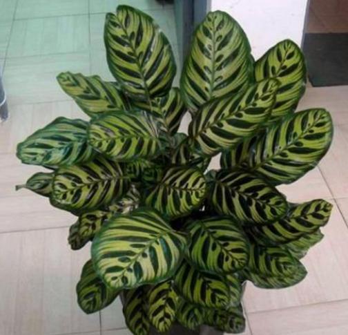 竹芋烂根,猫眼竹芋叶子枯死烂根什么原因