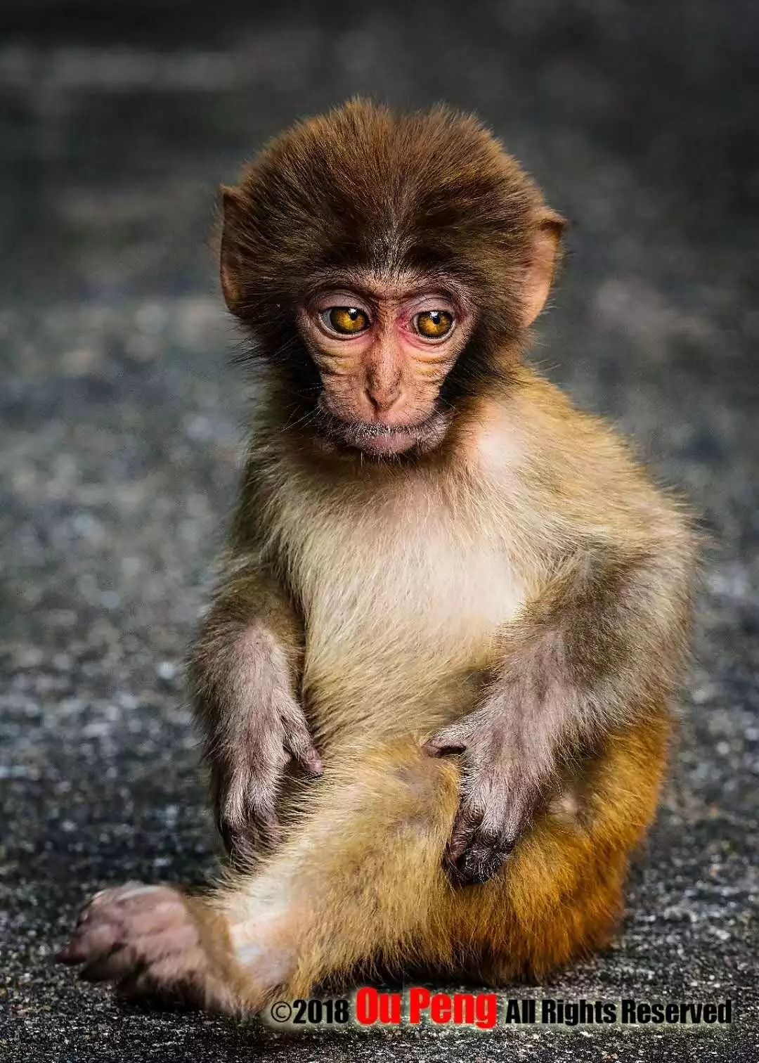 娆ч箯娣卞湷,娆ч箯鍔ㄧ墿涓栫晫