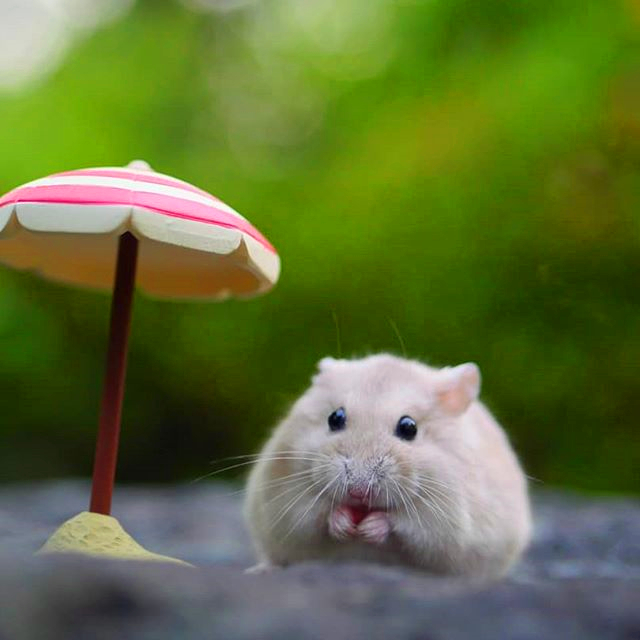 仓鼠要是走丢了它可以挖地道吗,仓鼠走丢了怎么快速引出来